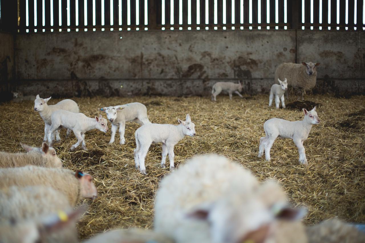 Owen House Farm Bed & Breakfast Knutsford Bagian luar foto