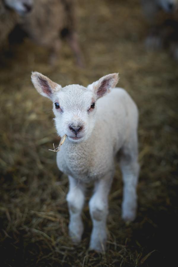 Owen House Farm Bed & Breakfast Knutsford Bagian luar foto